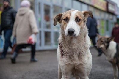 Собачья смерть в Иркутской области: чиновники точат топоры?